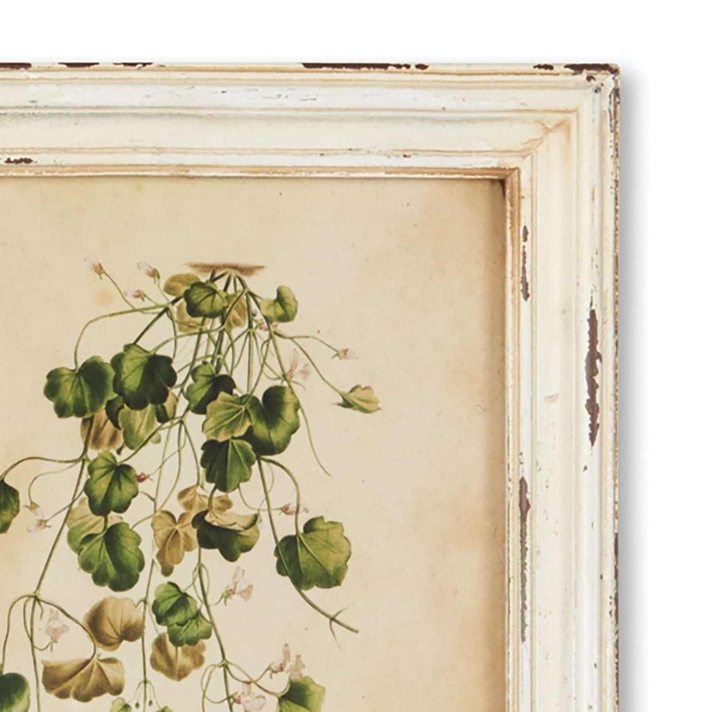 Botanical Flower Prints in Distressed White Frames (Set of 12)