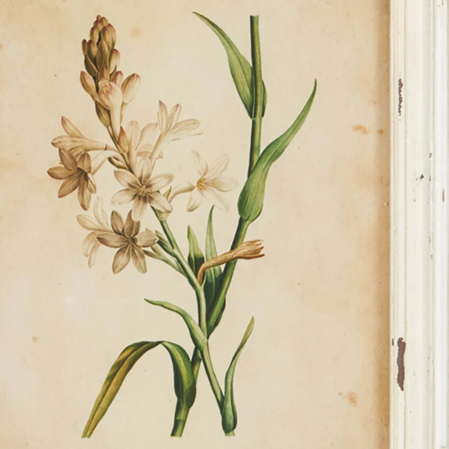 Botanical Flower Prints in Distressed White Frames (Set of 12)