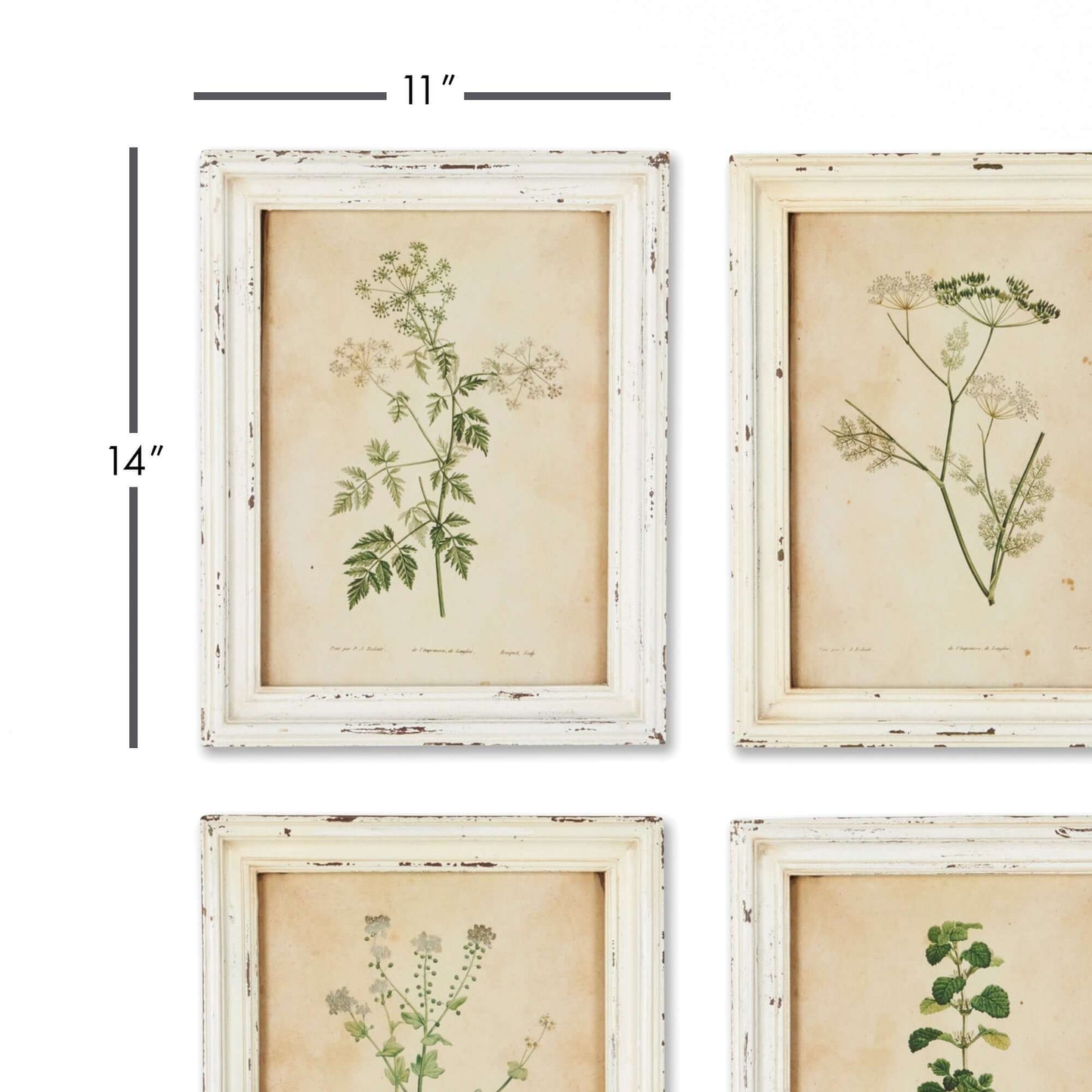 Botanical Flower Prints in Distressed White Frames (Set of 12)