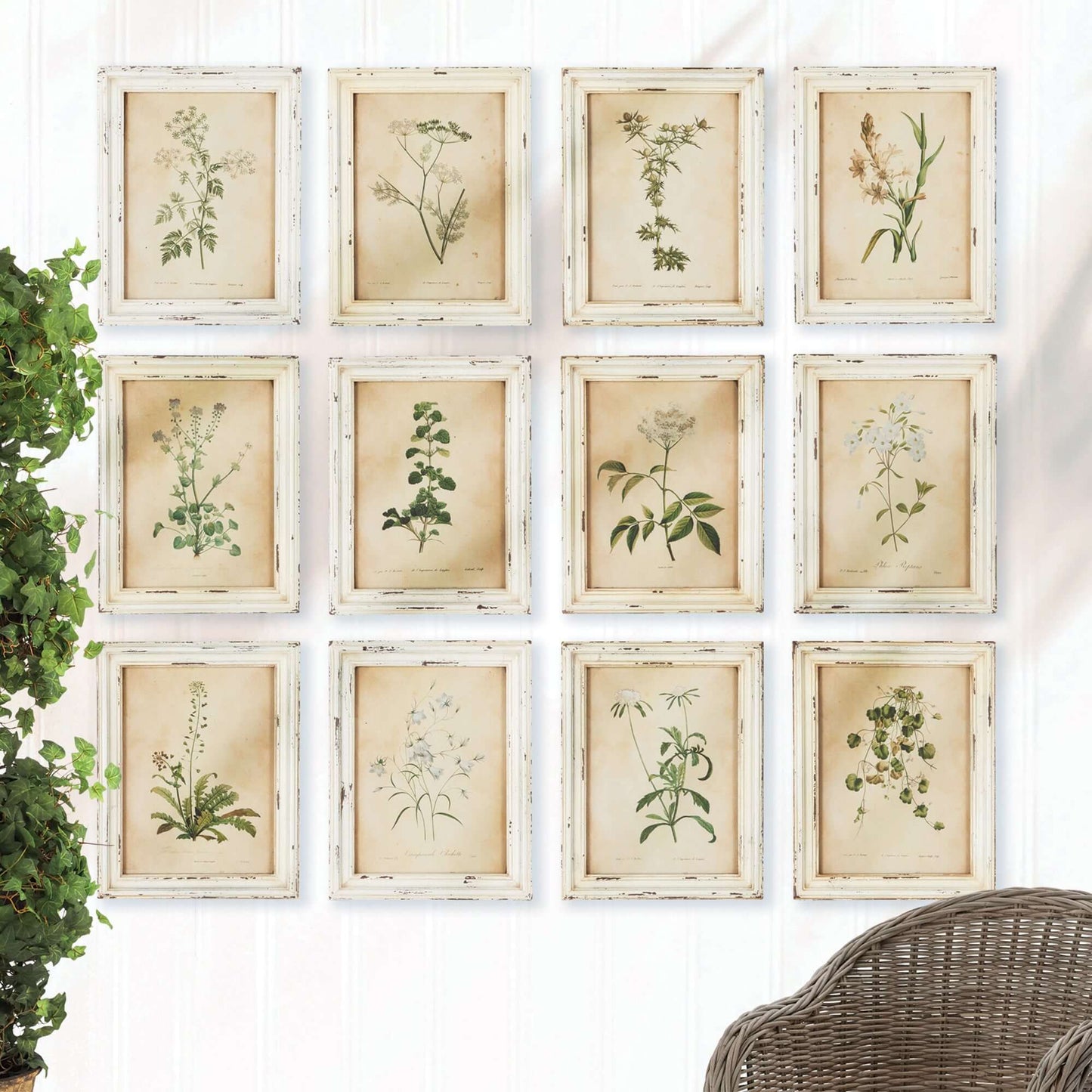 Botanical Flower Prints in Distressed White Frames (Set of 12)