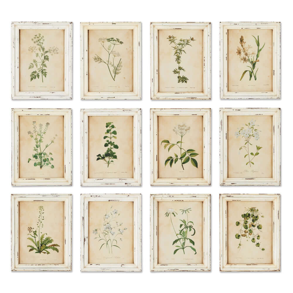 Botanical Flower Prints in Distressed White Frames (Set of 12)